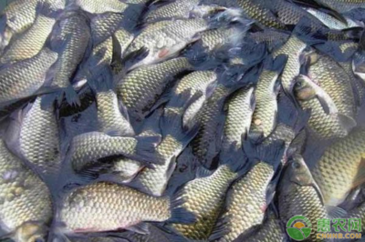 優化鯽魚養殖 掌握科學方法，提升養殖效益與水質改良劑應用